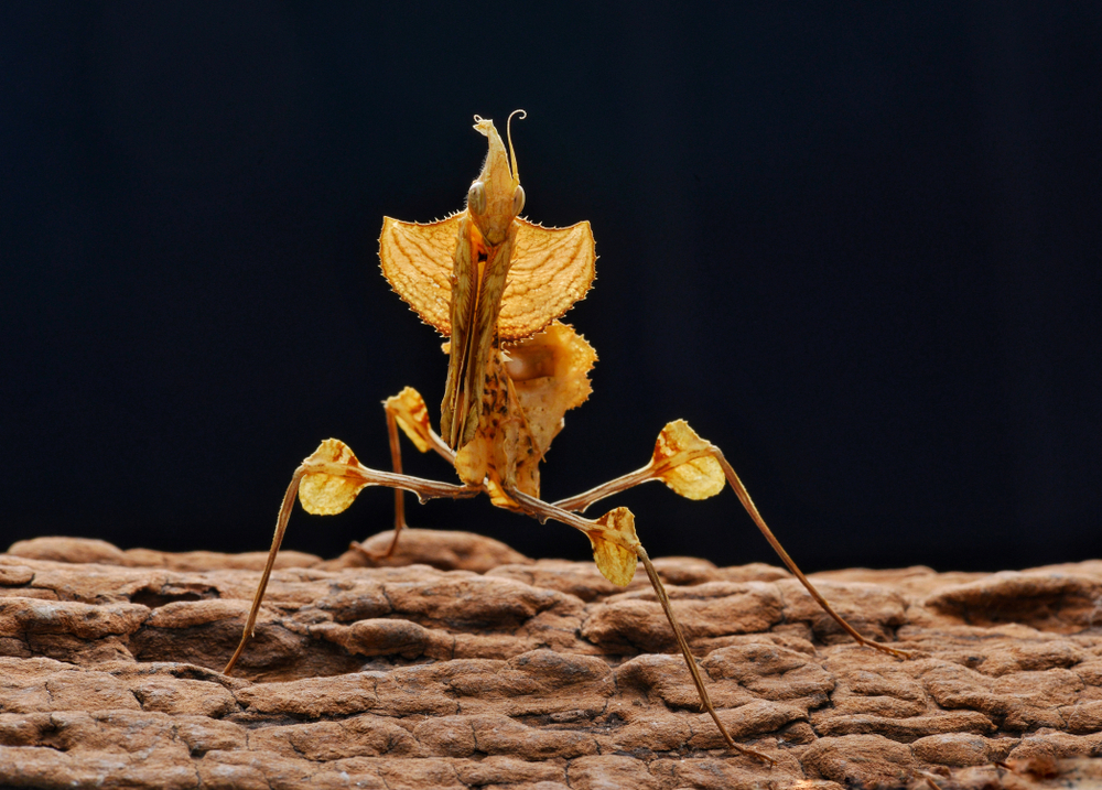 Idolomantis diabolica, commonly known as the devil's flower mantis or giant devil's flower mantis, is one of the largest species of praying mantis on a rotten wood
