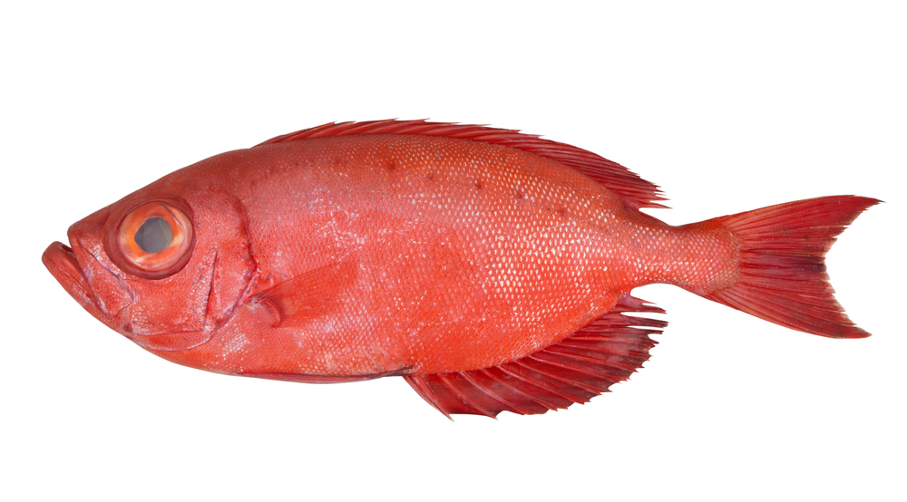 Bigeye fish or red sea perch isolated on white, Priacanthus macracanthus