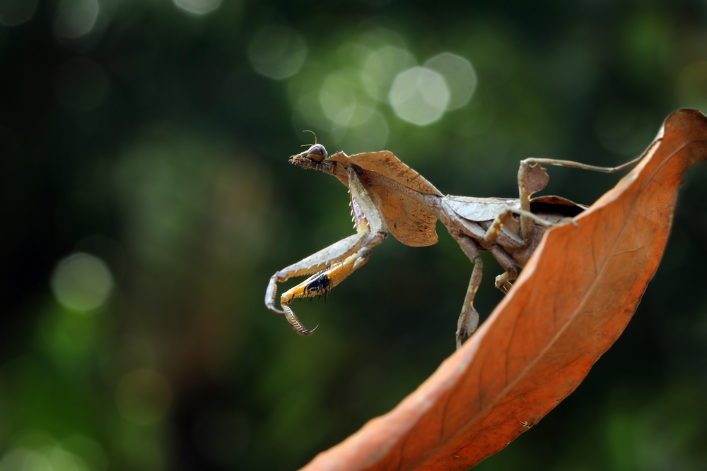 Dead Leaf Mantis on branch eating insect, Dead Leaf Mantis on leaves, Dead Leaf Mantis closeup
