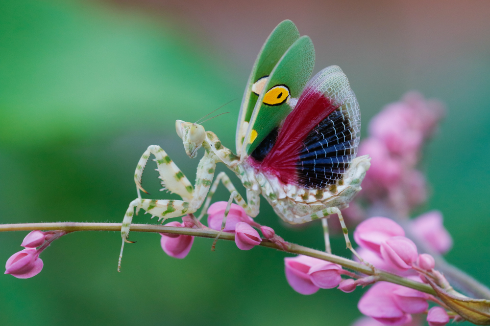 the creobroter gemmatus mantis. a praying mantis
