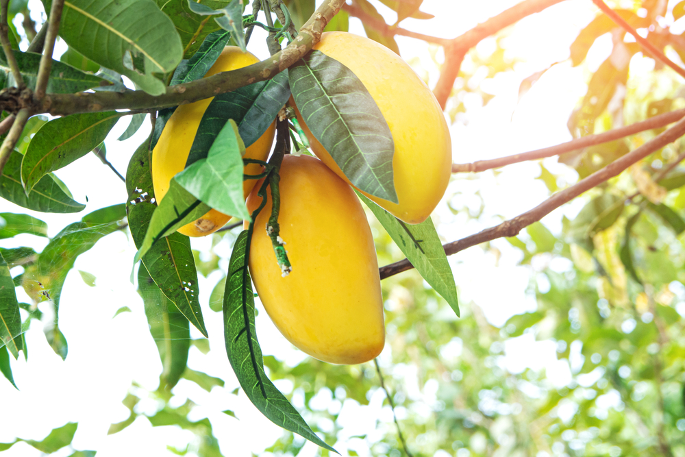Closeup of Mangoes hanging in mango farm with sun light effect, agricultural industry concept
