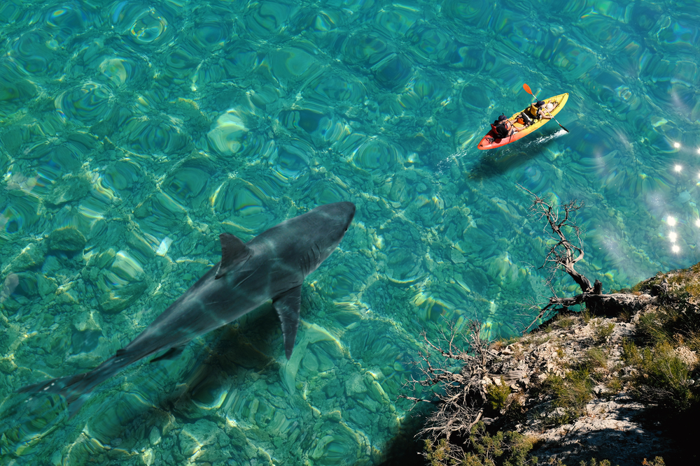 Top view of huge great white shark swimming next to sea canoe. Two tourists doing kayaking on crystal clear calm water with dangerous fish approaching from behind.