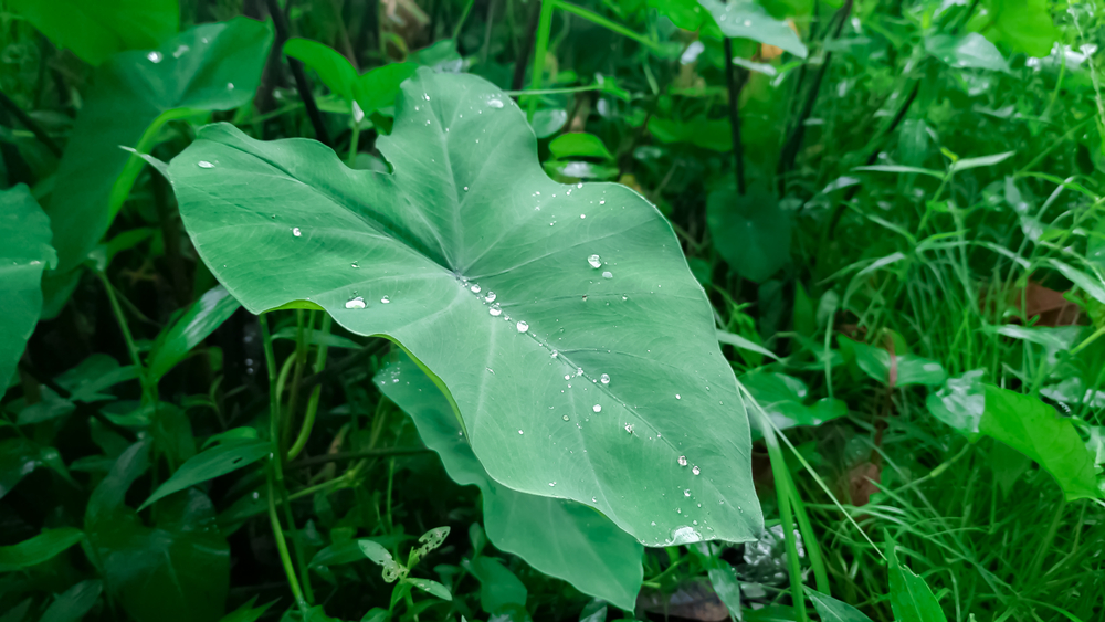 beatiful small green taro leaves and water drops after rain