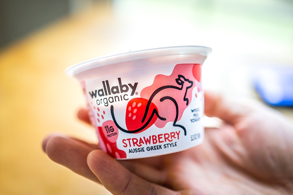 Herndon, USA - March 25, 2021: Closeup of person hand holding Australian Wallaby organic strawberry Aussie Greek style yoghurt or yogurt from Australia