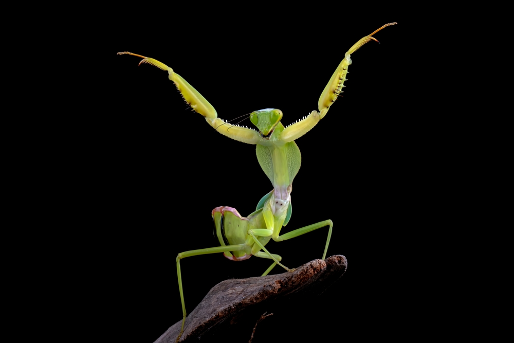 Giant Shield mantis closeup with self defense position on black background, Shield mantis closeup on wood
