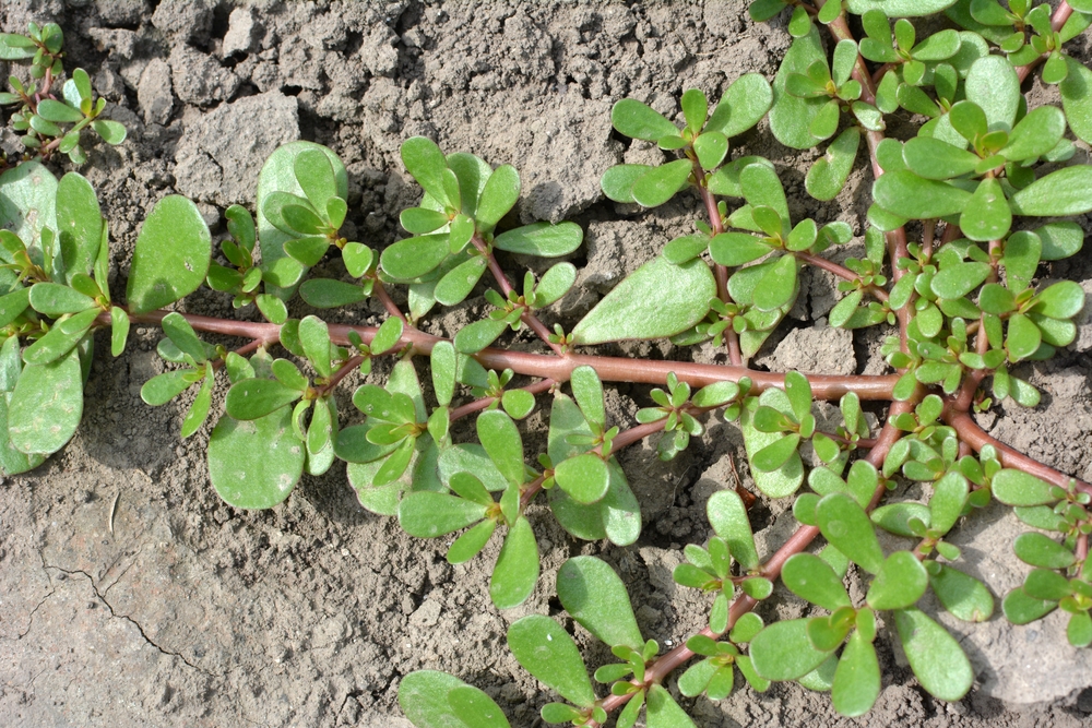 In nature, in the soil, like a weed grows purslane (Portulaca oleracea)