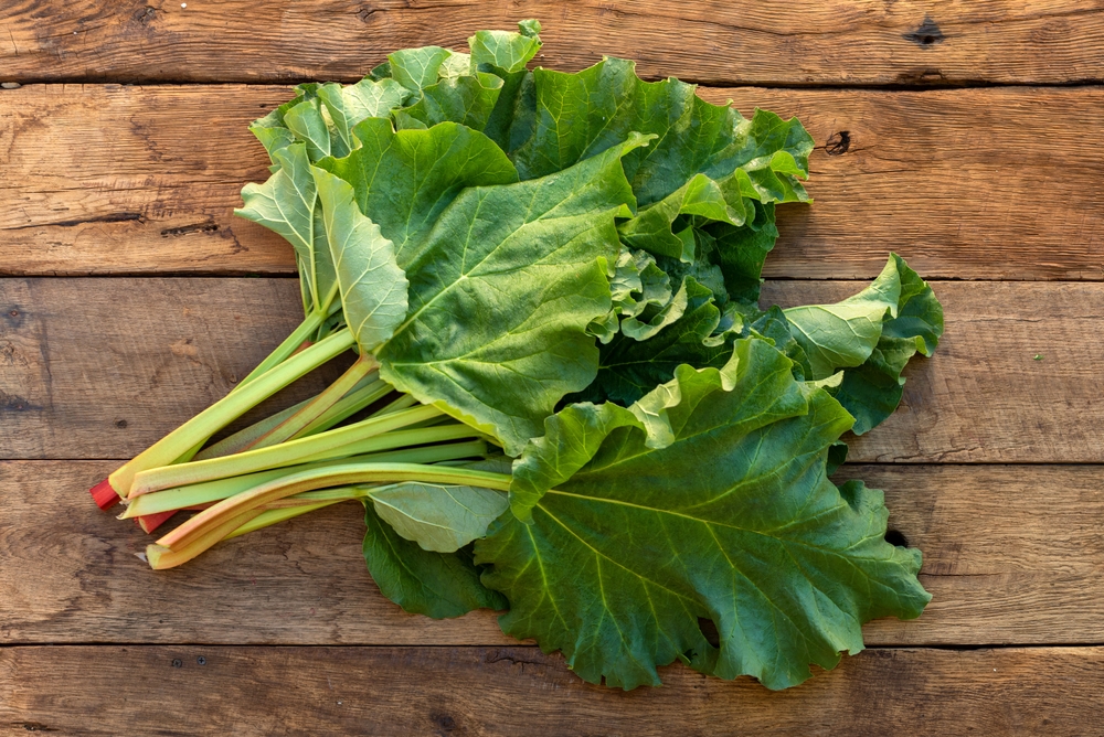 Fresh young rhubarb leaves on an old wooden table. Top view. Vegetarian food. The medicinal plant is useful for the cardiovascular system.

