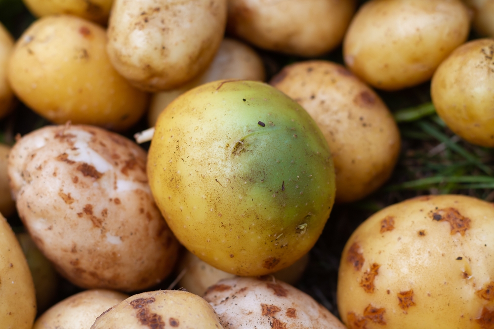 Potatoes turned green from the light and sun, harmful potatoes with solanin poison
