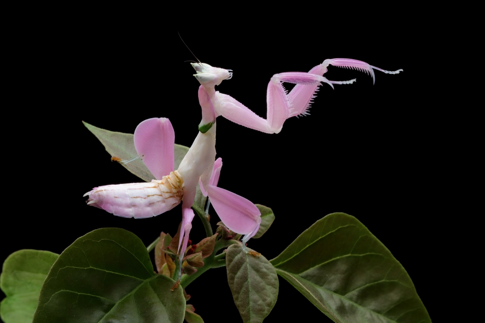 Beautiful Pink Orchid mantis on flower with isolated background, Pink Orchid mantis closeup 
