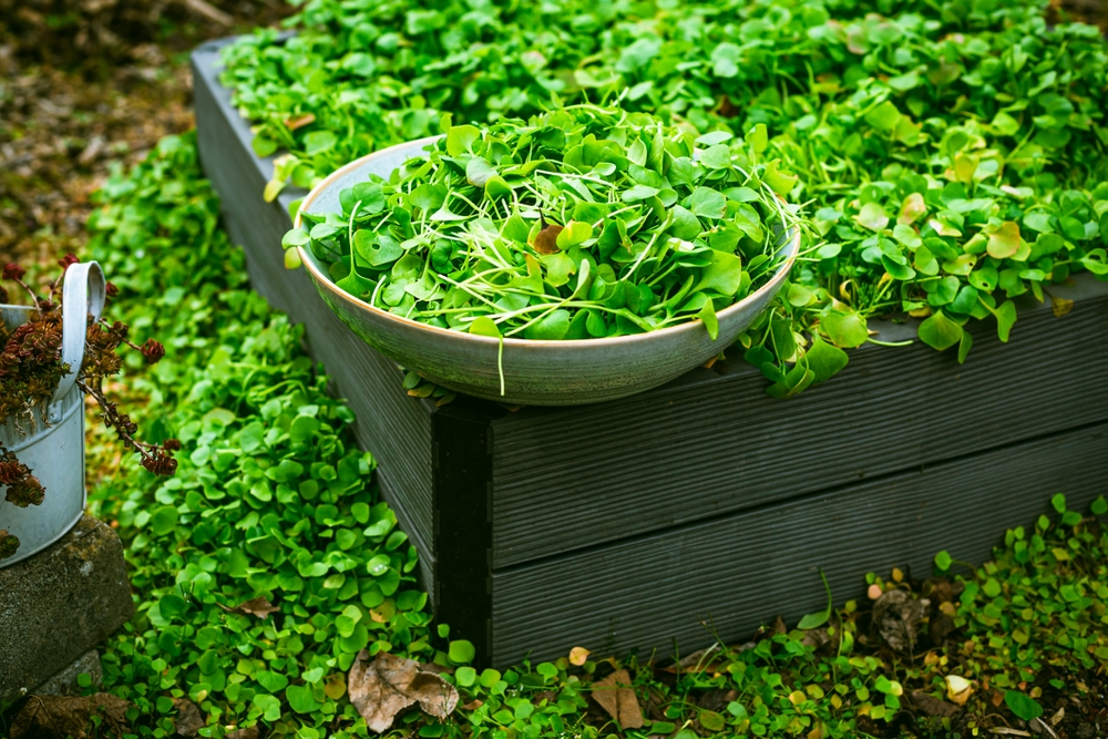 Harvesting winter purslane - bushes of indian lettuce plants in a garden, organic gardening, cultivating fresh vegetables