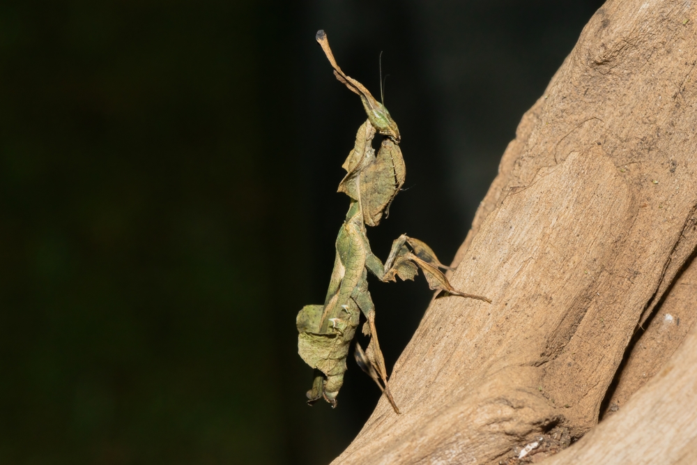 Ghost mantis (Phyllocrania paradoxa) in the wild
