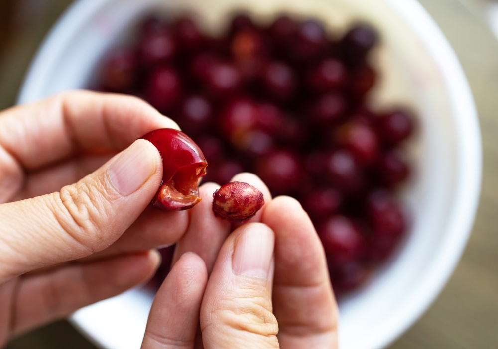 Women's hands peel cherries from the pits. The cook prepares sweet cherry jam on the kitchen table at home.
