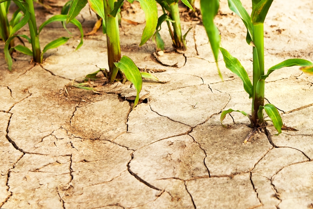 Corn field during drought, hot weather, cracked ground, dry soil. Global warming, poor harvest, environmental problems, food problem.
