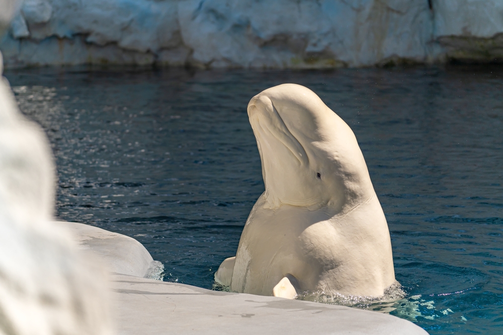San Diego, CA, USA - August 4, 2023: Close-up of Beluga Whale, SeaWorld San Diego