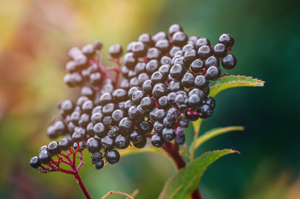 Ripe elderberries illuminated by the sun. Selective focus. Blurred background.
