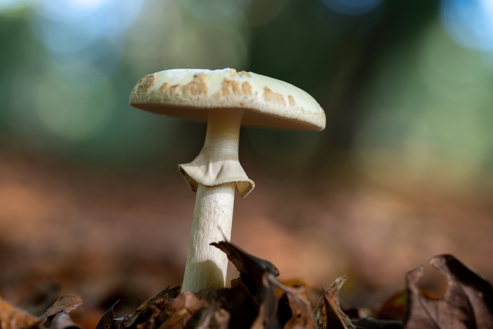 Single Amanita phalloides or death cap fungus on a moss covered forest floor.
