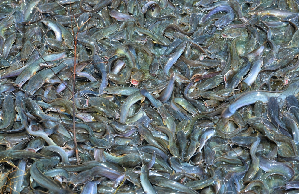 Group of breed catfish in ponds