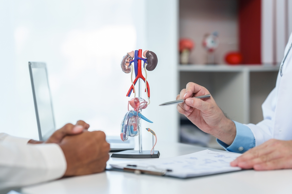 close-up of male patient consultation with doctor, explaining model of reproductive system, possibly discussing prostate cancer, cystitis, or urinary tract infection.
