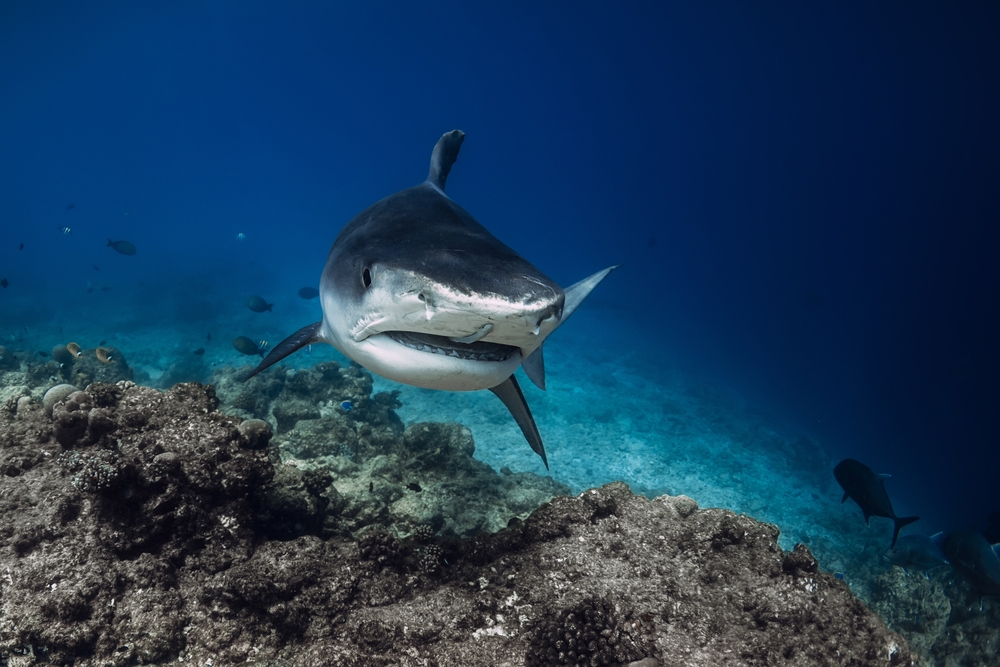 Tiger shark swims in blue ocean. Diving with dangerous tiger sharks.