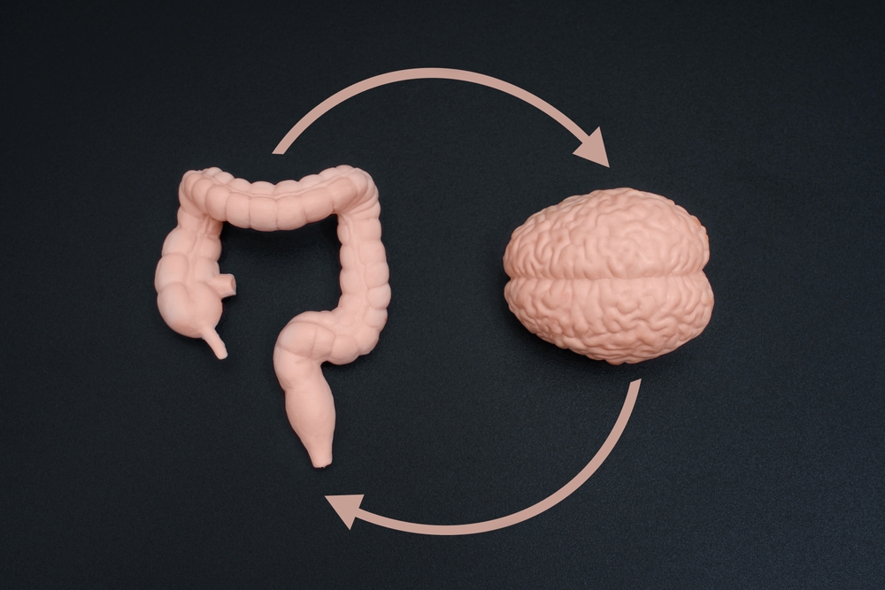 Close-up top view of a human brain model and a gut figurine isolated on pristine black backdrop with pink circular arrows. Psychobiotic medical concept.
