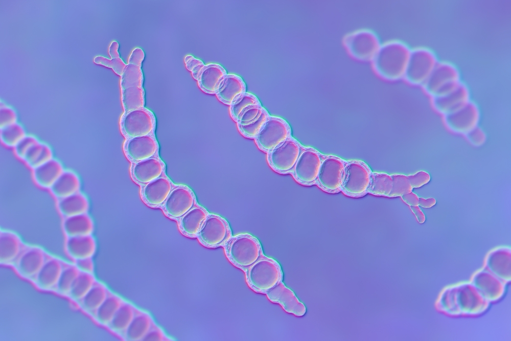 Trichophyton verrucosum (cattle ringworm fungus), 3D illustration. A dermatophyte fungus known for causing various skin infections in cattle, donkeys, and other animals, and occasionally in humans.