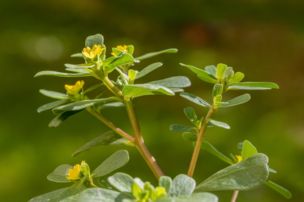 A plant called segan or purslane (Portulaca oleracea). Leaves of common purslane Portulaca oleracea. purslane salad