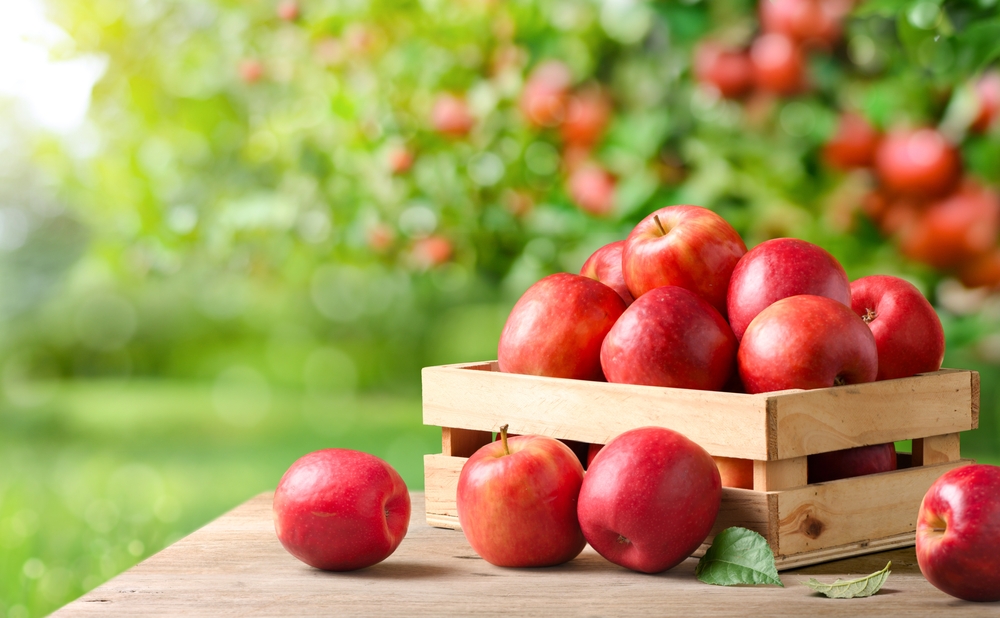 Fresh red apples on wooden table in apple farming.