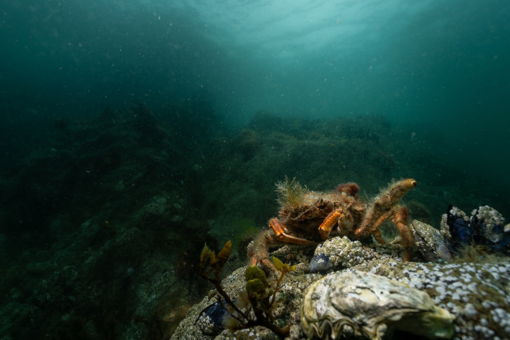 A spider crab on his rock