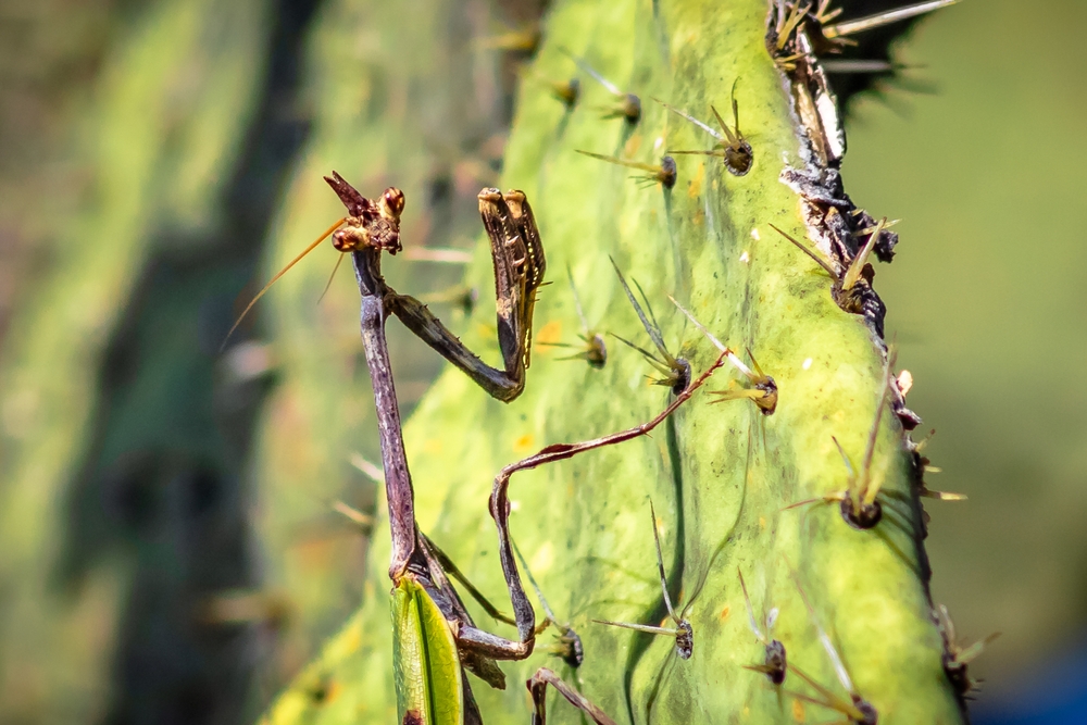 Unicorn mantis (pseudovates chlorophaea) on a cactus, mantis with horn and brown spots, in Zacatecas
