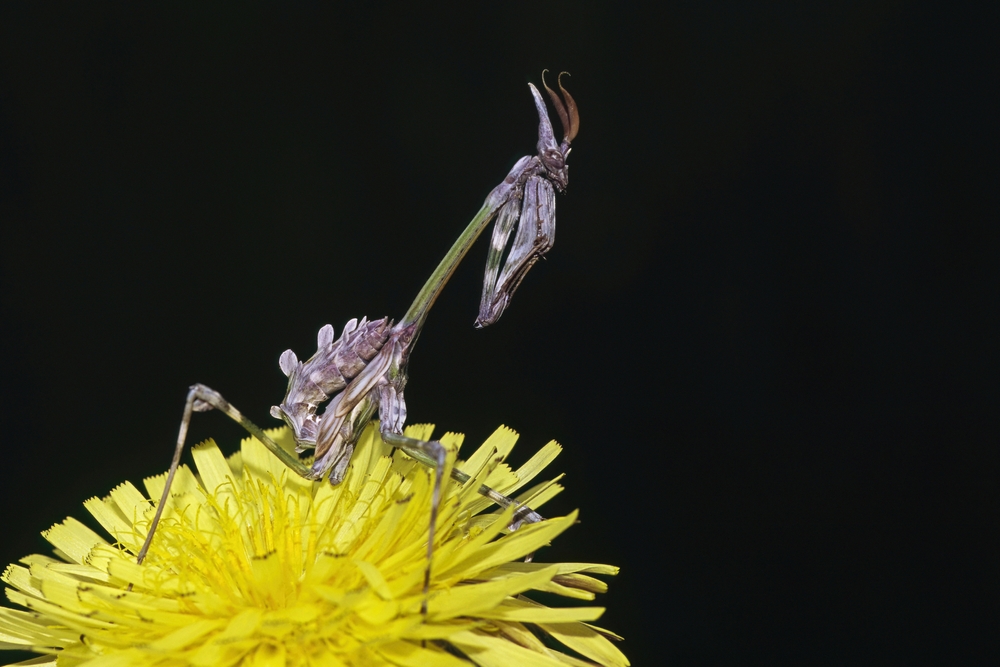 male conehead mantis on a dandelion flower, Empusa pennata, Empusidae
