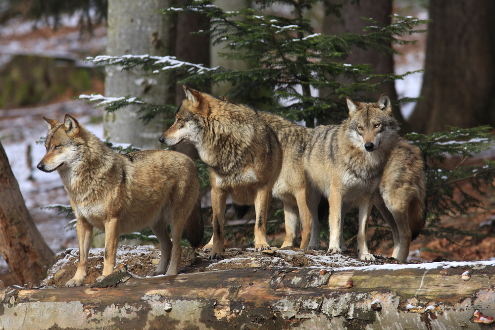 European gray wolf (Canis lupus lupus)