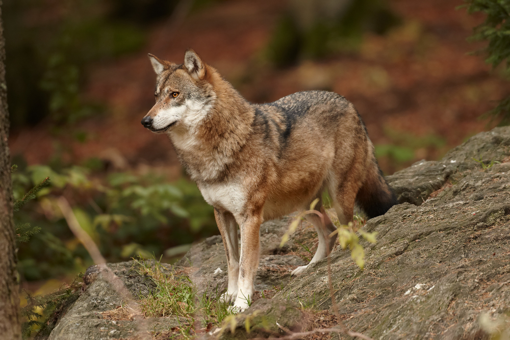 Close up photo Eurasian wolf, Canis lupus standing on rock and staring to the orange colored autumn forest, side view. East Europe.