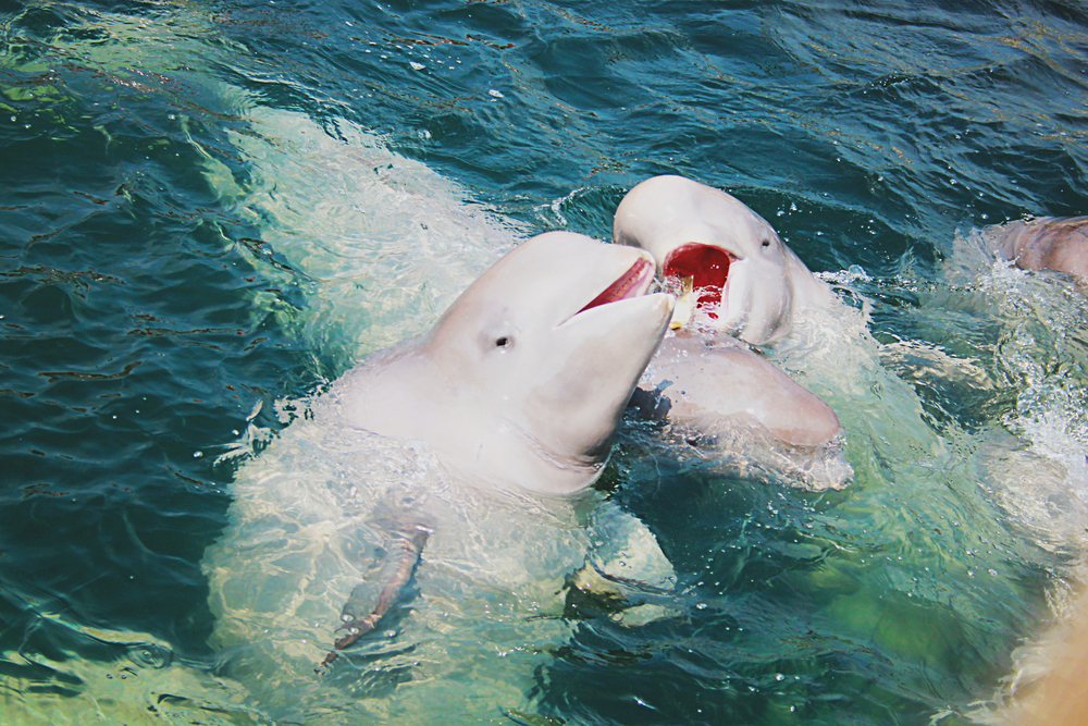 Two beluga whales swimming in the blue sea.