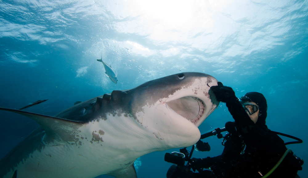 Diver interacting with a tiger shark