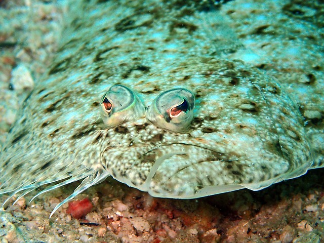 flatfish