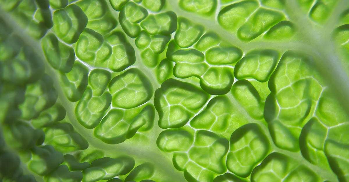 10 Nourishing Foods That Support Your Body’s Natural Detox Process