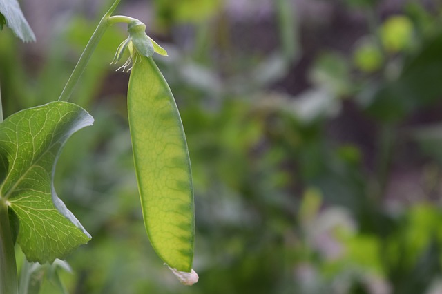 pea pod