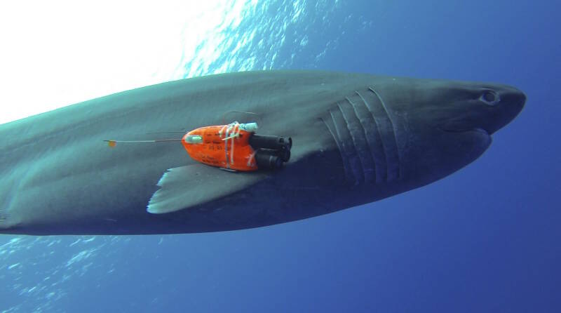A bluntness sixgill shark is tagged with an accelerometer/magnetometer camera logger by Dr. Carl Meyer and Dr. Itsumi Nakamura off Hawaii.