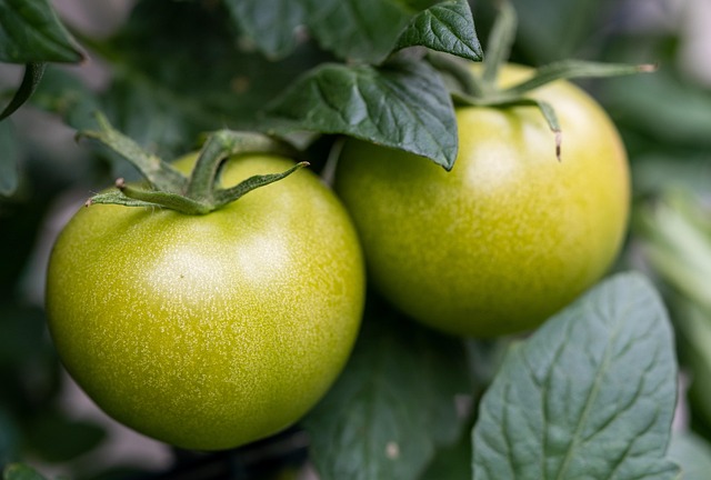 green tomatoes