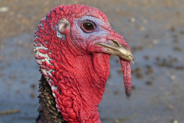 Turkey