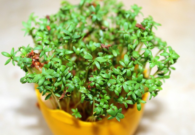 watercress
