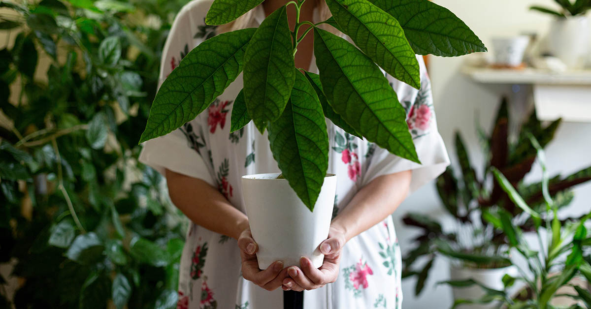 7 Surprising Benefits of Indoor Plants Supported by Science