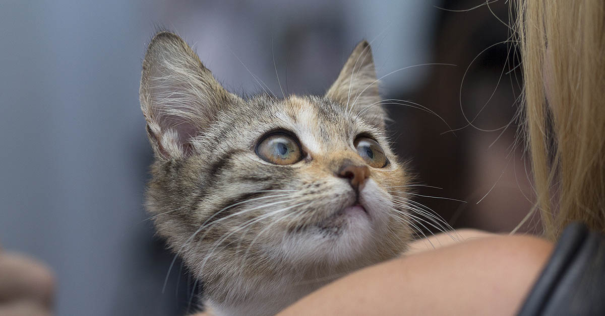 Understanding a Cat’s Behavior: Why Does It Rub and Scratch Against You?