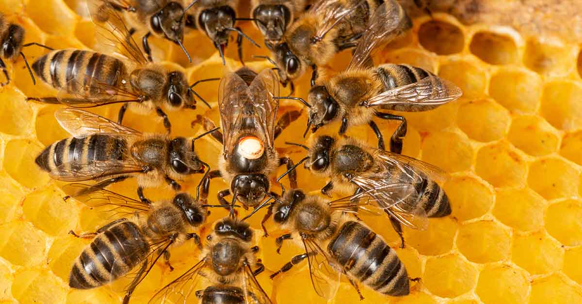 Record-Setting Honeybee Die-Off in the US Destroys 1.6 Million Colonies