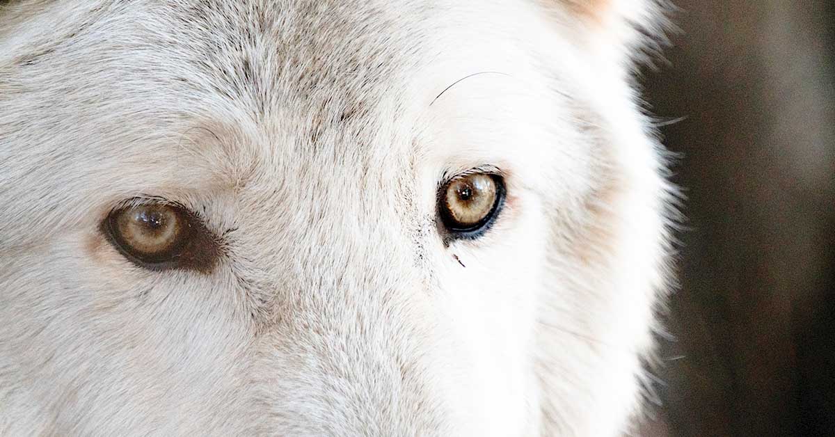 No, the Extinct Dire Wolf Has Not Been Brought Back to Life, Contrary to Claims