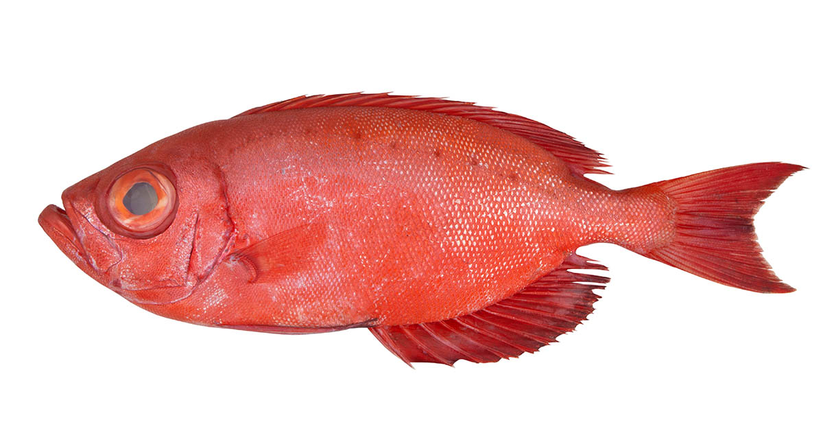 This Fish Tops the List of The World’s Healthiest Foods, Offering More Nutrition Than Many Veggies