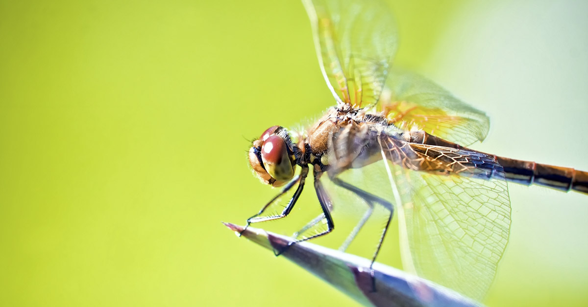 Dragonflies Can Devour Hundreds of Mosquitoes Daily — Here’s How to Attract Them to Your Yard