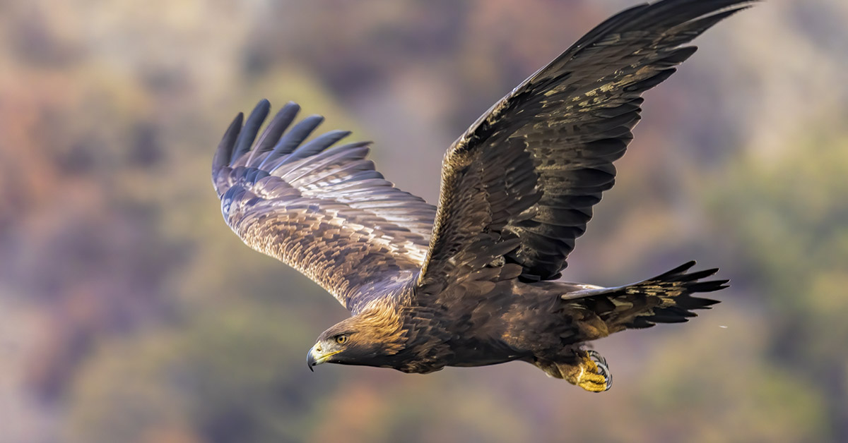 Terrifying Video Captures Golden Eagle Attempting to Snatch 8-Year-Old Girl