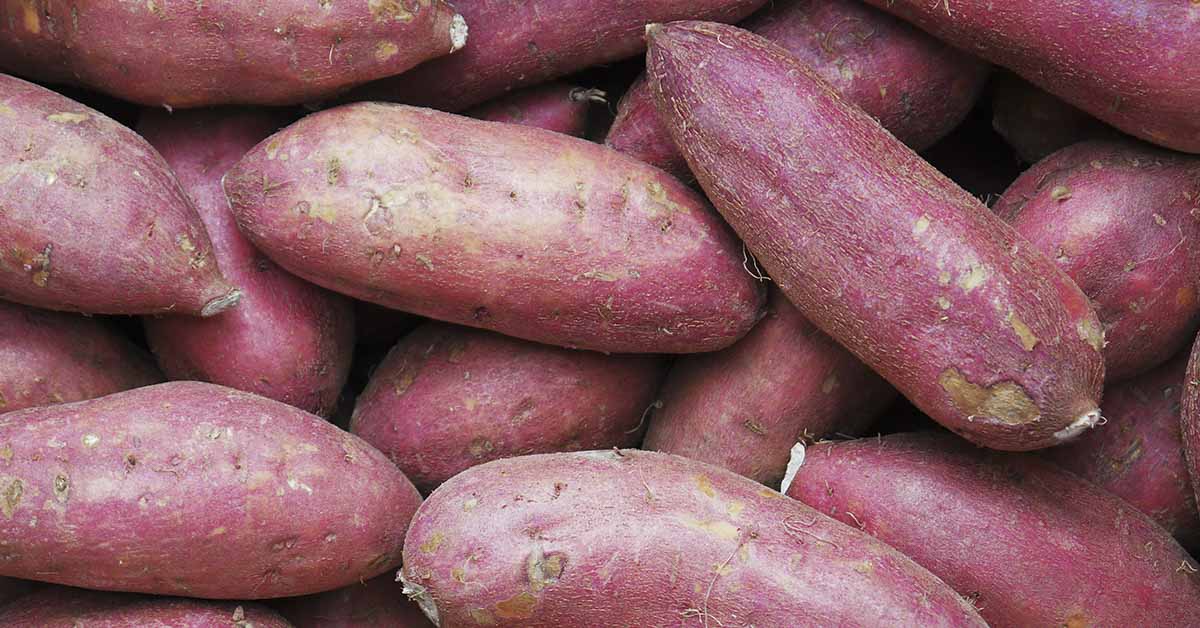 Sweet Potatoes are Healthy, But Is There Anyone Who Shouldn’t Eat Them?