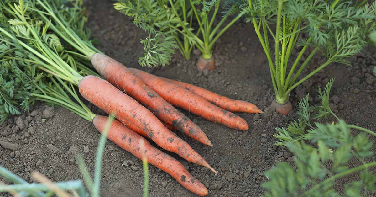 Study Reveals Unexpected Impact of Decades-Long Organic Farming